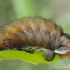 Este Bichinho Fofo E Biologia Total Com O Prof Jubilut Facebook