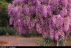 Wisteria Online Kopen Blauweregen
