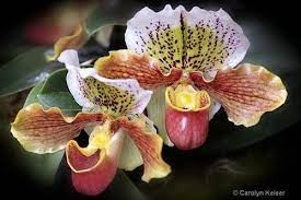 Image Detail For Rainforest Orchids Tropical Rainforest Plants Amazon Rainforest Rainforest Flowers Rainforest Plants Orchids