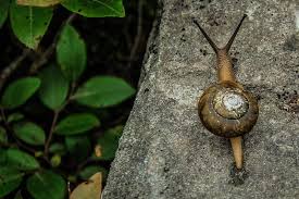 Maybe you would like to learn more about one of these? How To Get Rid Of Slugs And Snails With Coffee Coffee Affection