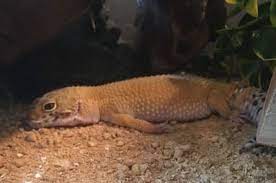 Check spelling or type a new query. Why Is My Leopard Gecko Laying Flat Reptile Jam