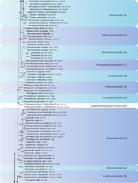 Melupuskan barang mengikut laporan dan cadangan yang disyorkan. Taxonomic Circumscription Of Diaporthales Based On Multigene Phylogeny And Morphology Springerlink