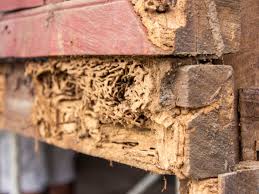 Wood can also be treated directly if termites are inside. The Top 5 Termite Killers Of 2021 This Old House