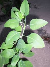 Image result for Nicotiana glauca