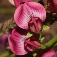 Image result for Lessertia pauciflora