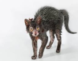 These pic are a funny take on how cats sit like humans. Werewolf Cat Breed As A New One What Are The Main Features Of The Cat Breed