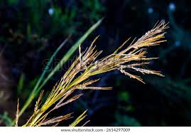 Image result for Hyparrhenia familiaris