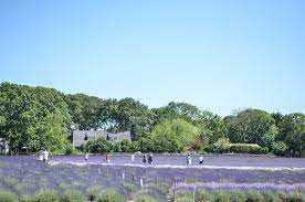 Maybe you would like to learn more about one of these? Nyc Day Trip Lavender By The Bay A Lavender Farm On Long Island Untapped New York