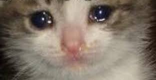 Résultat de recherche d'images pour "sorry cat"