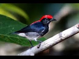Check spelling or type a new query. Burung Master Cabai Merah Nyrecet Speed Rapat Youtube