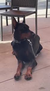 Good Boy. #dog #patience #fyp #viral #doberman #loyal #tiktok #goodboy  #bestfriend #dogloverforever