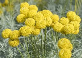 Yellow flowers tend to bring an optimistic feeling. 30 Types Of Yellow Flowers A To Z Photos And Info Home Stratosphere