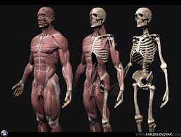 Human Anatomy Kit 3d Model In 2020 Human Anatomy Human Anatomy Model Human Anatomy Drawing