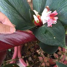 Costus Erythrophyllus Ginger Plant Dracaena Houseplants