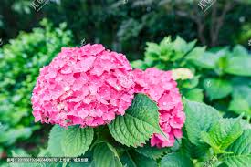 绣球花 正版商业图片 昵图网nipic com flowers plants rose