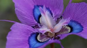 Image result for Moraea