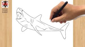 We did not find results for: How To Draw A Great White Shark Easy Drawing Of A Shark Step By Step Outline Youtube