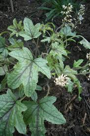 Image result for Heuchera cylindrica Greenfinch