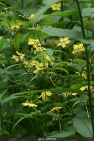 Image result for Lysimachia angustiloba