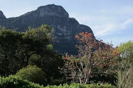 Der kirstenbosch national botanical garden ist ein botanischer garten im stadtteil newlands von kapstadt. Kirstenbosch Botanischer Garten Zwischen Muizenberg Und Kapstadt