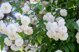 Maybe you would like to learn more about one of these? Beautiful White Roses To Grow Bbc Gardeners World Magazine