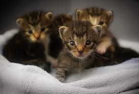 How To Tell If A Mother Cat Has Abandoned Her Kittens