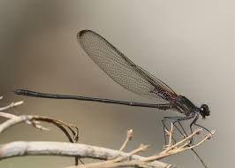 Image result for Tinnea apiculata