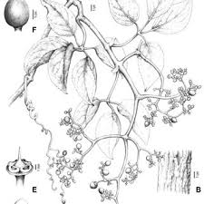 Image result for Cyphostemma kirkianum