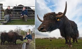 Currently, it is released for android, microsoft windows. Himalayan Yak Herd Flourish On Cheshire Farm After Owners Breed The Imported Beasts With Holstein Cows To Make Hybrid Yows Daily Mail Online