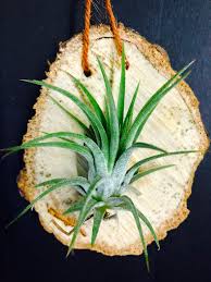 綠葉小精靈空氣草魯普拉精靈室內室外都可種植易打理air plant 迷你吊掛盆栽辦公室tillandsia spanish moss plants fruit food