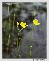 Image result for Utricularia gibba