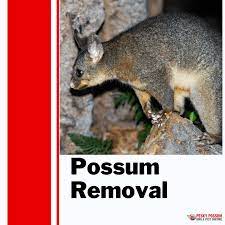 Possums are venturing down from the trees and into our homes in as experts in possum removal we'll not only help you remove the pesky possum, we'll also or click the contact us form for fast and reliable pest control melbourne and possum removal elsternwick. Possum Removal In Brisbane Pesky Possum Bird Pest Control