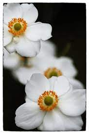 Anemone Hupehensis Var Japonica Anemone Magical Herbs Medicine