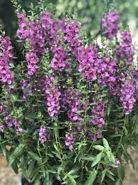 Angelonia Plants Garden Landscaping Flowers