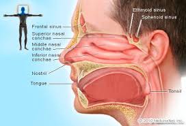 sinuses picture image on medicinenet com