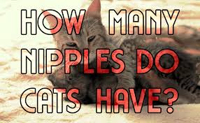 The risk for breast cancer increases with age. How Many Nipples Do Cats Have Catwiki