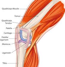 The knee is the meeting point of the femur (thigh bone) in the upper leg and the tibia (shinbone) in the. Human Muscles Diagrams Labeled 2019 101 Diagrams