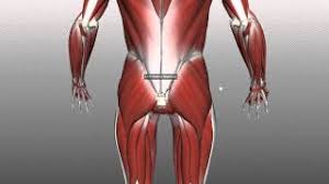 Want to learn more about it? Muscles Of The Gluteal Region Part 1 Anatomy Tutorial Youtube