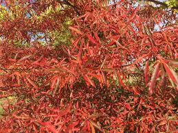 Letztes Goldenes Herbstwochenende Forstbotanischer Garten Tharandt