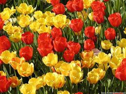 Follow the vibe and change your wallpaper every day! Red And Yellow Flowers Wallpapers Top Free Red And Yellow Flowers Backgrounds Wallpaperaccess