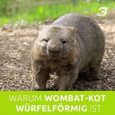 Aber wie und warum tun sie das? Radio Bayern 3 Wombat Wurfelkot Facebook