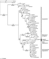 Image result for Zygophyllum leucocladum