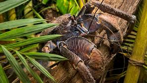 The fishermen of the island told us this crab. Coconut Crab San Diego Zoo Kids