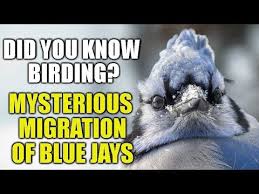 Blue jay is a symbol of communication, intelligence and curiosity. The Mysterious Migration Of Blue Jays Did You Know Birding Episode 19 Youtube