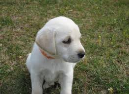 Everyone we worked with was kind and friendly. Labrador Puppies Nc Dogs Breeds And Everything About Our Best Friends