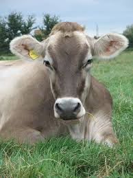 The Brown Swiss Breed Animals Cute Cows Cow