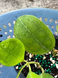 Image result for Hugonia elliptica