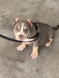 Our puppies are raised in our home around our young children. Tri Color American Bully Pup For Sale Claz Org