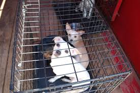 Angels among us pet rescue ʚ♡⃛ɞ. 162 Dogs Found In A Home In Rockdale County News Rockdalenewtoncitizen Com