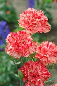 Pin On Flower Seeds